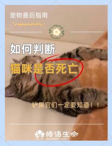 幼猫吃了成猫粮会死吗_小猫专用粮，呵护肠胃成长，别喂成猫粮了！