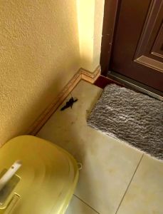 幼猫换新环境不拉屎_小猫新家不拉屎？别慌，试试这些方法帮它放松！