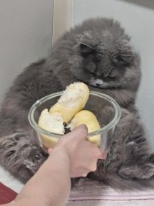 铲屎官战榴莲记，给猫咪洗澡那些事