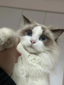 母猫脸长不大吗_公猫脸随年龄胖，母猫脸型更尖，合理喂养是关键
