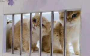 无偿领养猫咪骗局_警惕！免费领养宠物陷阱多，别被逼贷款买猫粮！