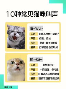 猫怎么知道自己叫咪咪_猫咪认得自家名字,但兴致来了或主人气了就假装没听见 猫怎么知道自己叫咪咪_猫咪认得自家名字,但兴致来了或主人气了就假装没听见
