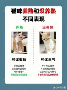 小野猫我怎么养不熟_小野猫怕生？耐心靠近，别吓着它！