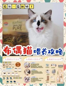 布偶猫要养多久才粘人_布偶猫到家胆小？耐心陪伴，它也会很粘人！