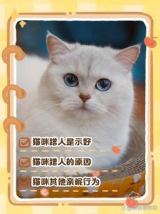 猫猫弓着背尾巴竖起来蹭我为什么_撒娇亲近，多陪陪它！