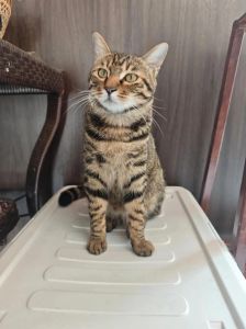 狸花猫绝育后能立刻放生吗_猫咪绝育后如何科学放生？伤口恢复与疫苗准备很重要！
