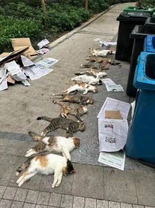 被捡的流浪猫咬了还能养他吗_捡到流浪猫咬人怎么办?先检查健康,耐心陪伴不暴力,给它安全感! 被捡的流浪猫咬了还能养他吗_捡到流浪猫咬人怎么办?先检查健康,耐心陪伴不暴力,给它安全感!
