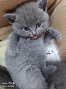 小猫七八个月是幼猫吗_七八个月猫活泼又稳重，蹭人睡觉超依赖，喂食驱虫注意健康！