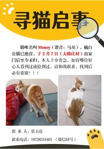 白天如何找到流浪猫_头24小时找回家概率高,贴广告留门缝妙用多 白天如何找到流浪猫_头24小时找回家概率高,贴广告留门缝妙用多
