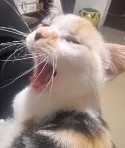 猫一直流口水吊在嘴边_猫咪流口水莫忽视，可能是健康警报！快检查！