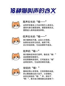 幼猫叫的很大声一直叫是为什么_小猫哭叫原因多，主需细听解它忧