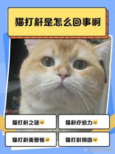 幼猫打呼噜一直蹭人怎么办_猫咪呼噜代表舒服，多抚摸安抚，异常要看兽医，发情多陪玩