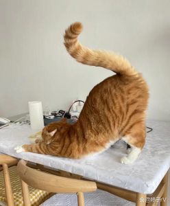 摸猫屁股为什么会翘_猫咪翘屁股的原因有多种，可能是放松发情被摸舒服习惯或标记地盘