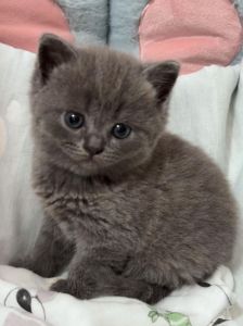 家里进蓝猫_蓝猫进家是福是祸？养猫责任大，钱财看运气！