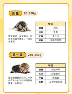 七个月算幼猫吗_七个月猫幼猫期，看品种定成熟，科学喂养助成长！