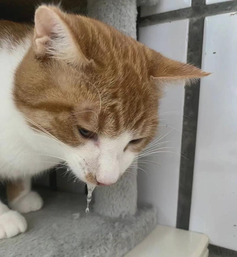 幼猫口吐白沫拉肚子_猫咪口吐白沫叫不停？肠胃炎毛球症速查应对！