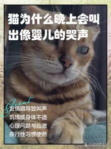 小公猫晚上一直叫是什么原因_公猫夜叫原因多，激素不适应冷或白天陪不够，看情况解决