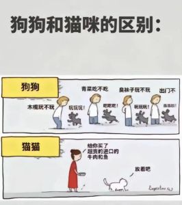 养猫人多还是养狗人多_独立陪伴，小户型福音