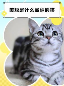 为什么美短猫不建议养_易胖心脏病掉毛多价格贵肠胃娇气 为什么美短猫不建议养_易胖心脏病掉毛多价格贵肠胃娇气