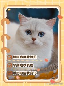 猫咪血糖低的原因_幼猫易低血糖，成年猫或因胰岛素，注意保暖喂食，及时就医