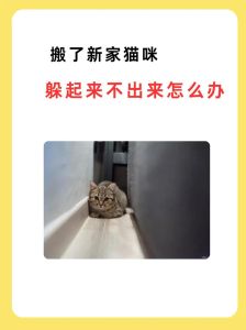 猫搬了新家以后一直叫_新搬家的小猫为啥叫？带点旧物多安抚，耐心等它适应就安静了