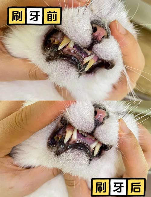 给猫咪刷牙有必要吗_猫咪刷牙保健康，口气清新吃饭香