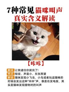 猫发出嗯嗯声要警惕_放松撒娇，健康要注意！