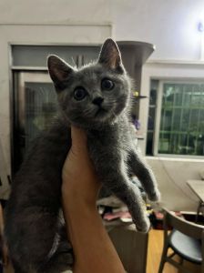 家里来一只蓝猫好不好_蓝猫性格温顺，适合新手养，但需准备猫抓板和勤打扫