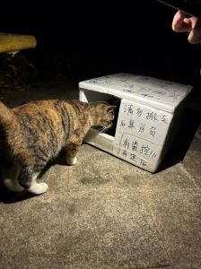 一只跟到家的流浪猫_流浪猫总跟着你？因它嗅到食物味，且记你作息规律