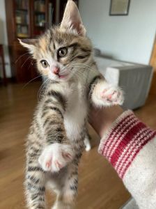喂养一个月大的幼猫_新手养小奶猫，喂奶保暖排便全攻略