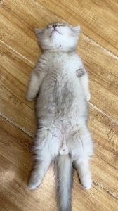 幼猫睡着了叫不醒正常吗_小猫睡太多不吃饭？快检查下健康！