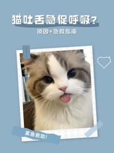 幼猫又吐又拉以后停止呼吸急救_小猫呕吐腹泻呼吸急促？速送兽医！