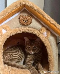 流浪猫围着我转圈蹭腿_流浪猫脚边蹭蹭?它在跟你套近乎,快摸摸头! 流浪猫围着我转圈蹭腿_流浪猫脚边蹭蹭?它在跟你套近乎,快摸摸头!