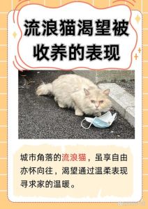 家里流浪猫生小猫想扔了怎么办_流浪猫在家生小猫?别慌,母猫会自己照顾的,先找个安全窝 家里流浪猫生小猫想扔了怎么办_流浪猫在家生小猫?别慌,母猫会自己照顾的,先找个安全窝