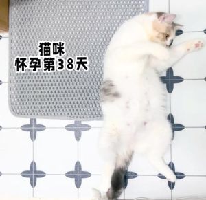 怀孕了宠物猫能抱吗_孕妇与宠物猫互动需注意弓形虫预防