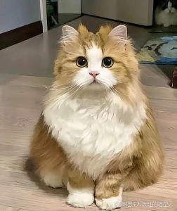 小猫认人有什么表现_猫咪亲不亲你？看它这些行为就知道了！