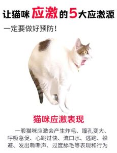 应激幼猫处理指南by_幼猫易惊？别慌，规律生活多安抚！