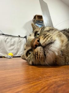 猫是说一只还是一个_养猫数量不重要，理解猫咪心情和行为更关键