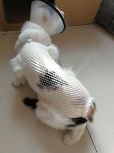 野猫叫春怎么办_春天猫叫春烦躁？试试情绪舒缓或绝育！