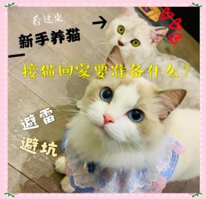 八月份什么日子可以接猫回家_接猫吉日2026年8月10-27，小猫12-16周最合适，准备好给它一个温暖的家了吗？
