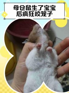 仓鼠啃笼子？别急，可能是牙齿在喊救命！