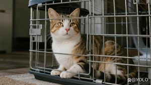 一直把幼猫关在笼子里_别用笼子关住爱跑爱玩的猫，给它们幸福家！
