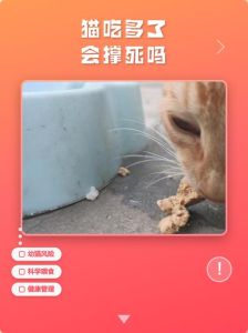 幼猫会给自己撑死吗_小猫易饿难管？科学喂食助健康成长！