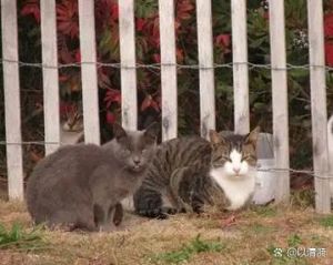 家猫野外放生能活吗_家猫放生等于害命,野外生存难,别乱放,请送养或交救助 家猫野外放生能活吗_家猫放生等于害命,野外生存难,别乱放,请送养或交救助