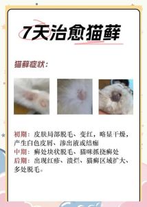 猫毛结块最快消除方法_剪猫毛结要小心，多人配合不伤猫，专业美容最省心