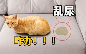 幼猫小便有点频繁_小猫尿量少？多喝水查饮食环境，不愈速看兽医！