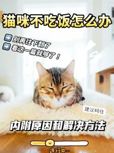 小猫咪厌食一招解决_猫咪不爱吃？换新鲜食物，定时定量，助消化，别老给零食