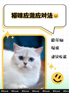 猫应激一般几天自愈_猫咪压力大恢复快慢因性格，主人多陪伴给予安全感