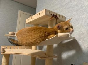 橘色雀猫很稀有吗_中国血统的温顺小精灵