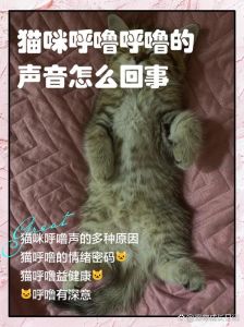 公猫夜里一直叫个不停是怎么回事儿_公猫夜嚎怎么办？绝育看医生多陪伴！